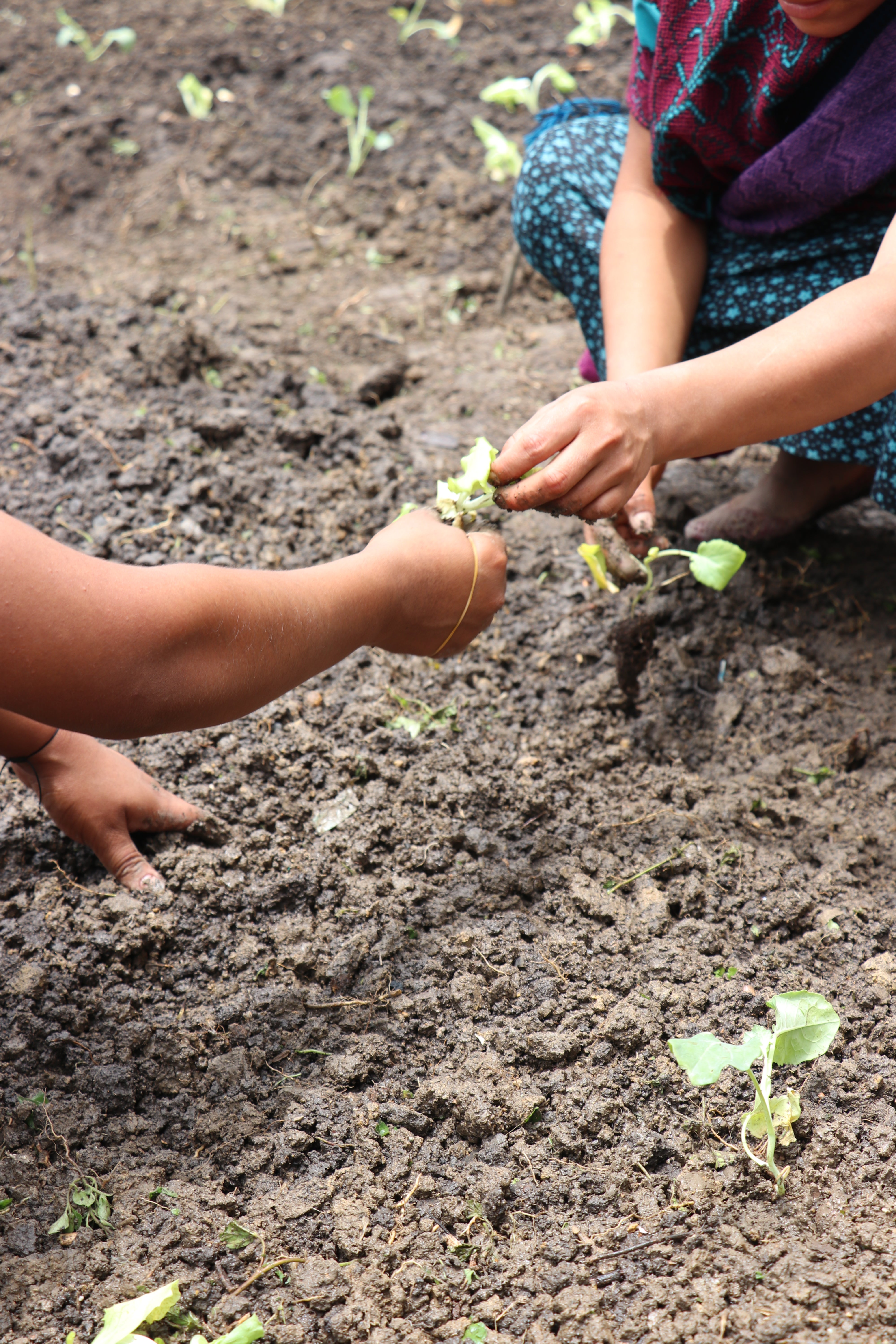 mujeres_plantando_huerto_comunitario_chiapas.jpg